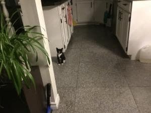 냥이-분냥합니다-FLnrl-이미지